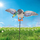 Maxbell Mallard Drake Flapping Wing Motion Motorized Duck Decoy for Outdoor Decor Male - Aladdin Shoppers