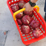 Maxbell Maxbell Garden Harvest Basket Easy to Use Garden Accessories for Farm Lawn Household