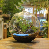 Maxbell 2xGlass Terrarium Decorative DIY 6.30'' Planter Jar for Chocolate Sugar Coffee