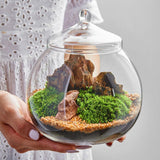Maxbell 2xGlass Terrarium Decorative DIY 6.30'' Planter Jar for Chocolate Sugar Coffee