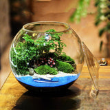 Maxbell 2xGlass Terrarium Decorative DIY 6.30'' Planter Jar for Chocolate Sugar Coffee