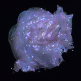 Maxbell Halloween Large Luminous Butterfly Light up LED Belly Dance Wings Style 2