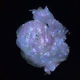 Maxbell Halloween Large Luminous Butterfly Light up LED Belly Dance Wings Style 2