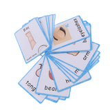 Maxbell Maxbell Preschool Educational Sight Word Flash Cards Body Parts - 36 Pieces