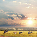 Maxbell Set of 2 Panels Digital Photo Printing 3D Curtains Aminals zebra - Aladdin Shoppers