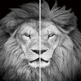 Maxbell Set of 2 Panels Digital Photo Printing 3D Curtains Aminals Gray Lion - Aladdin Shoppers