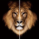 Maxbell Set of 2 Panels Digital Photo Printing 3D Curtains Aminals Brown Lion - Aladdin Shoppers