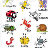 Maxbell Kids Baby Learning Poster Preschool Educational Wall Posters Insect - Aladdin Shoppers