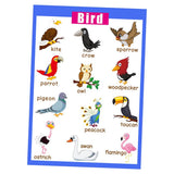 Maxbell Maxbell Kids Toddlers earning Poster Preschool Educational Wall Posters Birds