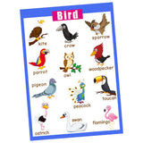 Maxbell Maxbell Kids Toddlers earning Poster Preschool Educational Wall Posters Birds