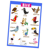 Maxbell Maxbell Kids Toddlers earning Poster Preschool Educational Wall Posters Birds