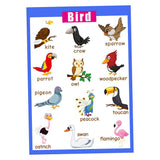 Maxbell Maxbell Kids Toddlers earning Poster Preschool Educational Wall Posters Birds