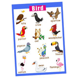 Maxbell Maxbell Kids Toddlers earning Poster Preschool Educational Wall Posters Birds