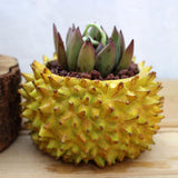 Maxbell Durian Flower Pot Ornament Fruit Flowerpot for Living Room Shelf