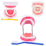 Maxbell Tooth Model Study Gifts for Teaching Practice Dental Teaching Brushing Model Normal