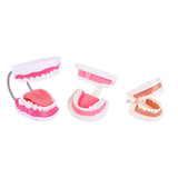 Maxbell Tooth Model Study Gifts for Teaching Practice Dental Teaching Brushing Model Normal
