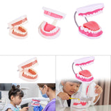 Maxbell Tooth Model Study Gifts for Teaching Practice Dental Teaching Brushing Model Normal