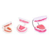Maxbell Tooth Model Study Gifts for Teaching Practice Dental Teaching Brushing Model Normal