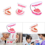Maxbell Tooth Model Study Gifts for Teaching Practice Dental Teaching Brushing Model Normal