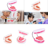Maxbell Tooth Model Study Gifts for Teaching Practice Dental Teaching Brushing Model Normal