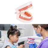 Maxbell Tooth Model Study Gifts for Teaching Practice Dental Teaching Brushing Model Normal