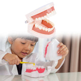 Maxbell Tooth Model Study Gifts for Teaching Practice Dental Teaching Brushing Model Normal