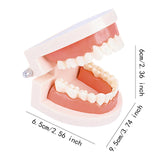 Maxbell Tooth Model Study Gifts for Teaching Practice Dental Teaching Brushing Model Normal