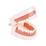 Maxbell Tooth Model Study Gifts for Teaching Practice Dental Teaching Brushing Model Normal