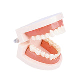 Maxbell Tooth Model Study Gifts for Teaching Practice Dental Teaching Brushing Model Normal