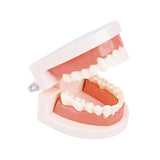 Maxbell Tooth Model Study Gifts for Teaching Practice Dental Teaching Brushing Model Normal