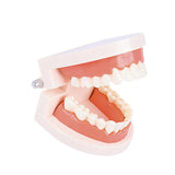 Maxbell Tooth Model Study Gifts for Teaching Practice Dental Teaching Brushing Model Normal