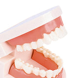 Maxbell Tooth Model Study Gifts for Teaching Practice Dental Teaching Brushing Model Normal
