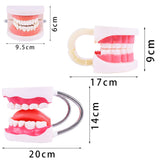 Maxbell Tooth Model Study Gifts for Teaching Practice Dental Teaching Brushing Model Normal