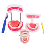 Maxbell Tooth Model Study Gifts for Teaching Practice Dental Teaching Brushing Model Normal