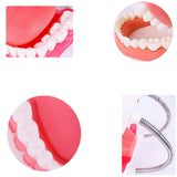Maxbell Tooth Model Study Gifts for Teaching Practice Dental Teaching Brushing Model Normal