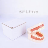 Maxbell Tooth Model Study Gifts for Teaching Practice Dental Teaching Brushing Model Normal