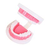 Maxbell Tooth Model Study Gifts for Teaching Practice Dental Teaching Brushing Model 3 Times Bigger