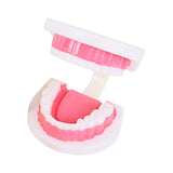 Maxbell Tooth Model Study Gifts for Teaching Practice Dental Teaching Brushing Model 3 Times Bigger