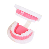 Maxbell Tooth Model Study Gifts for Teaching Practice Dental Teaching Brushing Model 3 Times Bigger