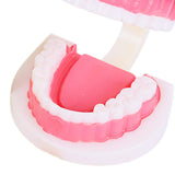 Maxbell Tooth Model Study Gifts for Teaching Practice Dental Teaching Brushing Model 3 Times Bigger