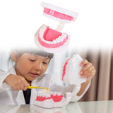 Maxbell Tooth Model Study Gifts for Teaching Practice Dental Teaching Brushing Model 3 Times Bigger