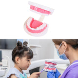 Maxbell Tooth Model Study Gifts for Teaching Practice Dental Teaching Brushing Model 3 Times Bigger