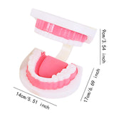 Maxbell Tooth Model Study Gifts for Teaching Practice Dental Teaching Brushing Model 3 Times Bigger