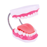 Maxbell Tooth Model Study Gifts for Teaching Practice Dental Teaching Brushing Model 6 Times Bigger