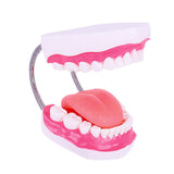 Maxbell Tooth Model Study Gifts for Teaching Practice Dental Teaching Brushing Model 6 Times Bigger