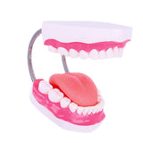 Maxbell Tooth Model Study Gifts for Teaching Practice Dental Teaching Brushing Model 6 Times Bigger