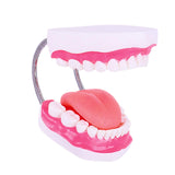 Maxbell Tooth Model Study Gifts for Teaching Practice Dental Teaching Brushing Model 6 Times Bigger