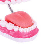 Maxbell Tooth Model Study Gifts for Teaching Practice Dental Teaching Brushing Model 6 Times Bigger