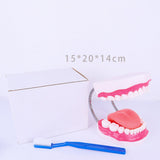 Maxbell Tooth Model Study Gifts for Teaching Practice Dental Teaching Brushing Model 6 Times Bigger