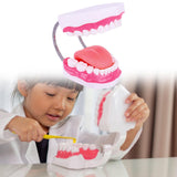 Maxbell Tooth Model Study Gifts for Teaching Practice Dental Teaching Brushing Model 6 Times Bigger